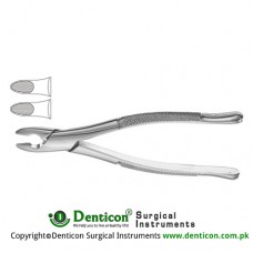 Kells American Pattern Tooth Extracting Forcep Fig. 99C (For Upper Incisors, Canines and Premolars) Stainless Steel, Standard